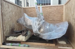 Transport insolite&nbsp;: un crâne de Triceratops voyage entre l'Italie et les&nbsp;USA